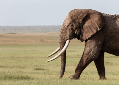 Elefant Amboseli Nationalpark © flofoto.de