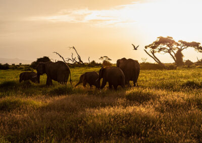 Elefanten Sonnenuntergang © flofoto.de